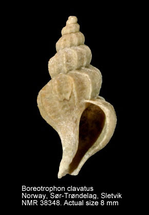 Boreotrophon clavatus (8).jpg - Boreotrophon clavatus (G.O.Sars,1878)